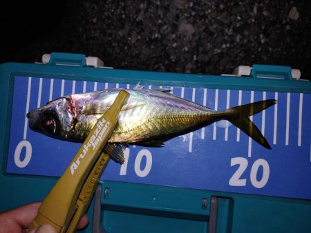 アジング自己最多!