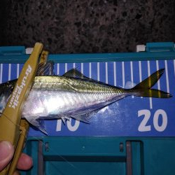 アジング自己最多記録再更新