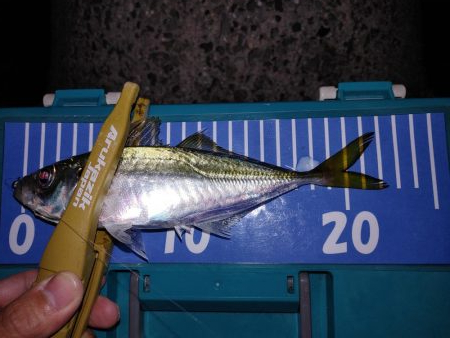 アジング自己最多記録再更新