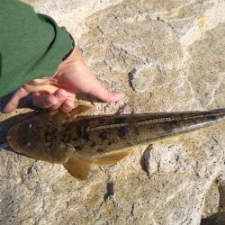 フラットフィッシュゲーム