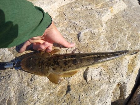 フラットフィッシュゲーム