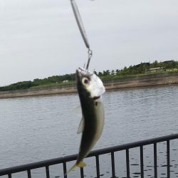 サバ釣りの外道！？