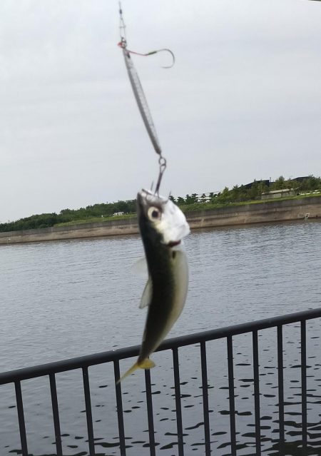 サバ釣りの外道！？