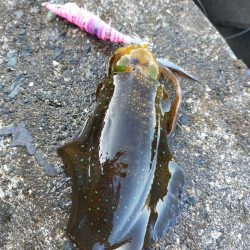 ダイソーエギで