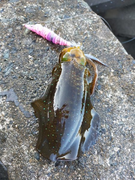 ダイソーエギで