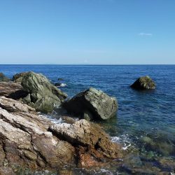 なんとかイカの姿が見れました