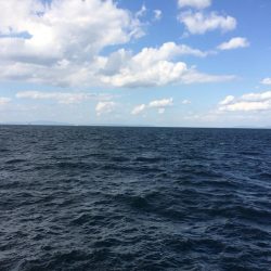 サビキも釣れない