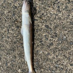 ２０ｃｍの壁が・・・