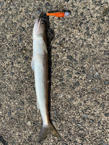 ２０ｃｍの壁が・・・