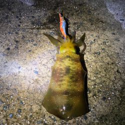 ラストエギ・・・