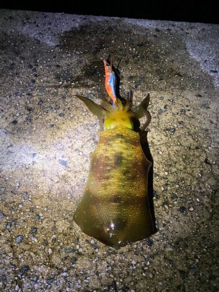 ラストエギ・・・