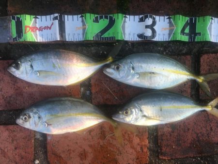 シマアジ、アイゴ、コバンアジ等