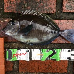 シマアジ、サンノジ、ムロアジほか