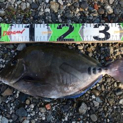 尺シマアジ、サンノジ40㎝ほか