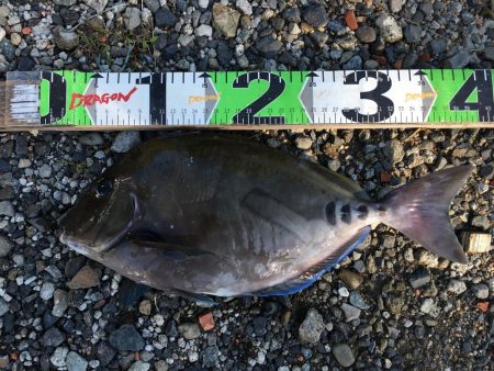 尺シマアジ、サンノジ40㎝ほか