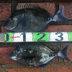 サンノジ2匹、ボラ2匹ほか