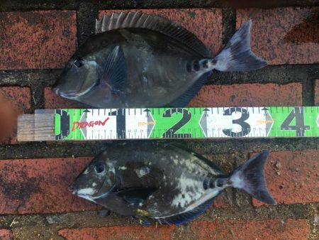 サンノジ2匹、ボラ2匹ほか