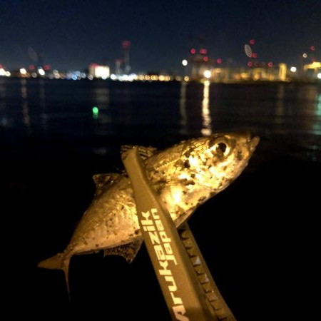 早朝アジングin大阪舞洲15（20201002）