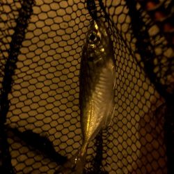 早朝アジングin大阪17舞洲(20201007)