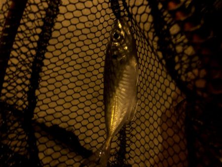 早朝アジングin大阪17舞洲(20201007)