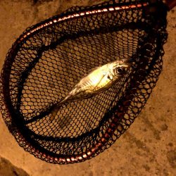 早朝アジングin大阪舞洲20（20201014）