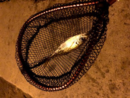 早朝アジングin大阪舞洲20（20201014）