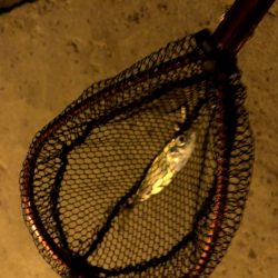 早朝アジングin大阪舞洲21（20201016）