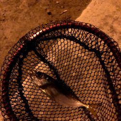 寒雨(かんう)で状況一変渋いアジング