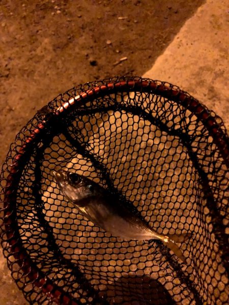 寒雨(かんう)で状況一変渋いアジング