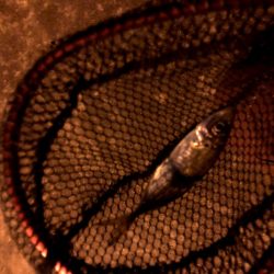 潮がわるい大阪舞洲で今日も苦戦中