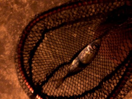 潮がわるい大阪舞洲で今日も苦戦中