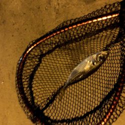 豆アジの活性少し戻るが超ショートバイトが続く