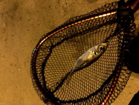 豆アジの活性少し戻るが超ショートバイトが続く