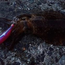 いろんなアタリ