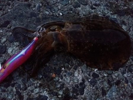 いろんなアタリ