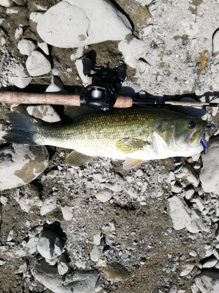 探し求めた一本