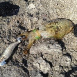 ペンペンとアオリん