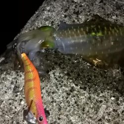 マヅメにエギング