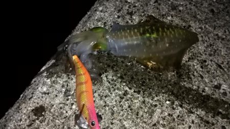 マヅメにエギング