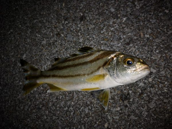 常備灯の港でナイター