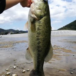 ギルフラット一択