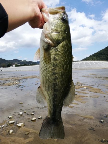 ギルフラット一択