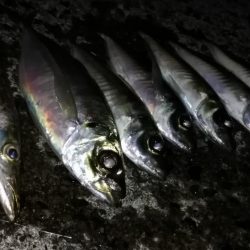 アジの時合は一瞬