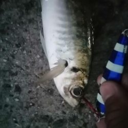 メタルジグアジング