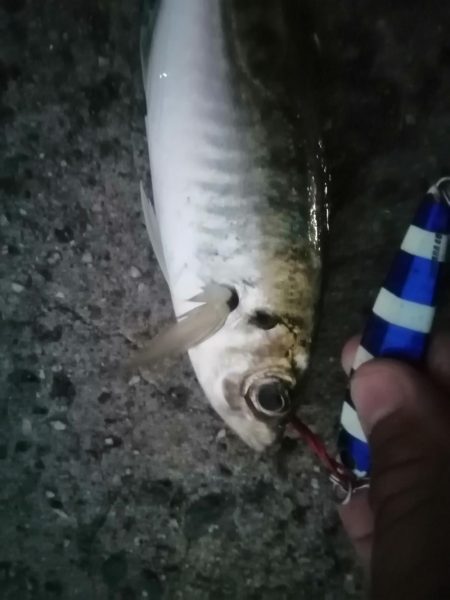 メタルジグアジング