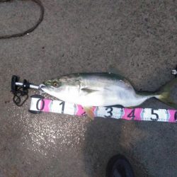 青物御三家コンプリート！