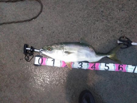 青物御三家コンプリート！