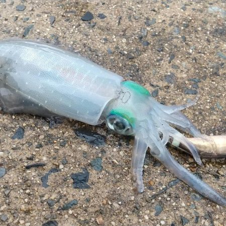 秋イカ調査　順調に育ってます