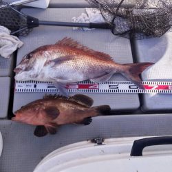 大阪湾 遊漁船SOUTH釣果