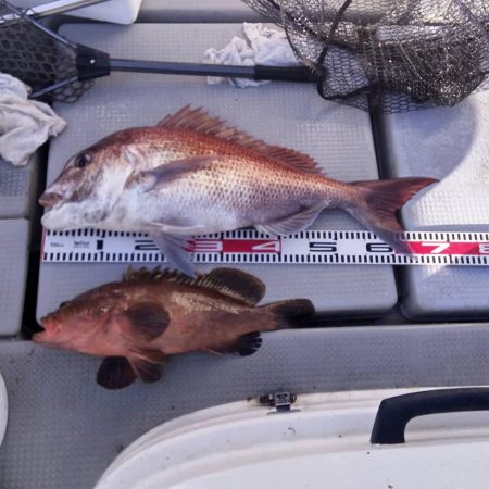 大阪湾 遊漁船SOUTH釣果